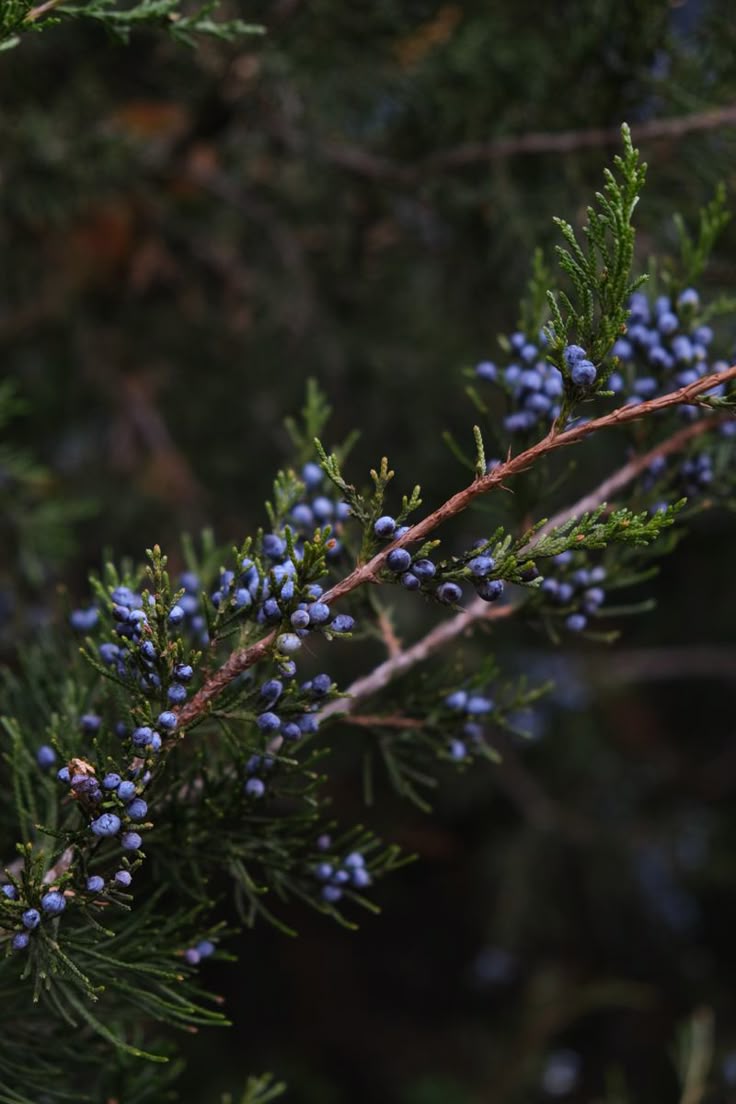 botanical reference photograph used in a Juniper post concept